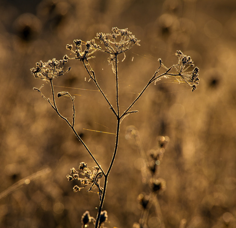 Фотографія Макро / Олександр Ярмошевич / photographers.ua