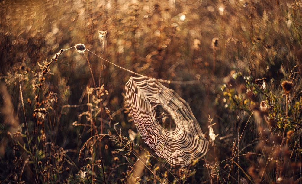 Фотографія Макро / Олександр Ярмошевич / photographers.ua