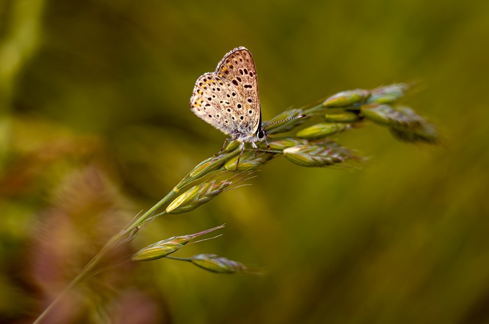 Фотографія Макро / Олександр Ярмошевич / photographers.ua