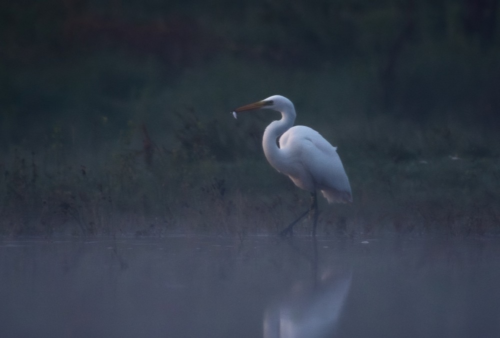 Фотографія Чепура велика ... / Олександр Ярмошевич / photographers.ua