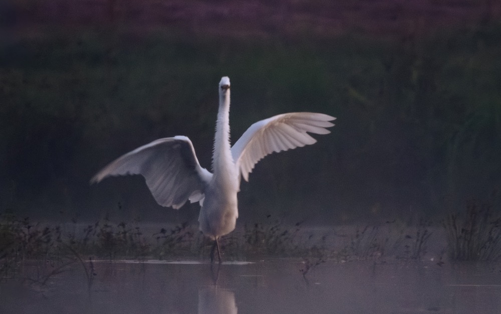 Фотографія Животные / Олександр Ярмошевич / photographers.ua