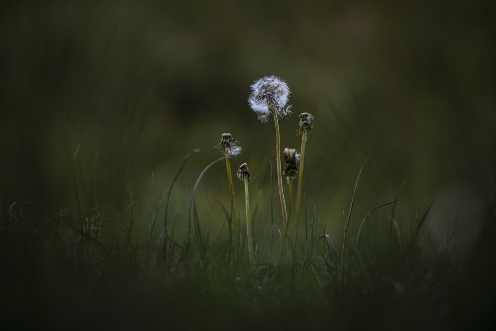 Фотографія Макро / Олександр Ярмошевич / photographers.ua