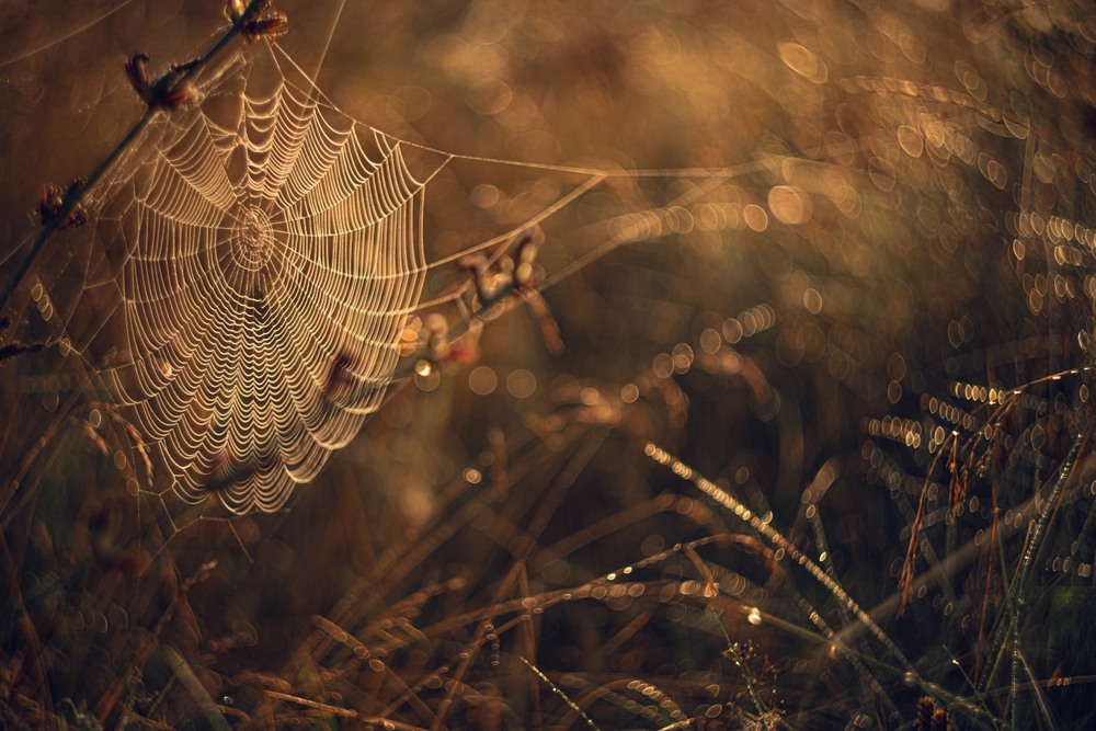 Фотографія Макро / Олександр Ярмошевич / photographers.ua