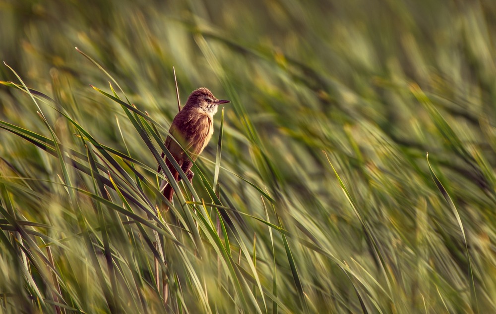 Фотографія Очеретянка … / Олександр Ярмошевич / photographers.ua