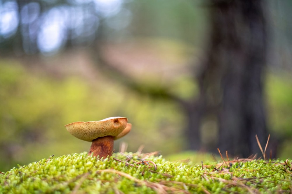 Фотографія Макро / Олександр Ярмошевич / photographers.ua