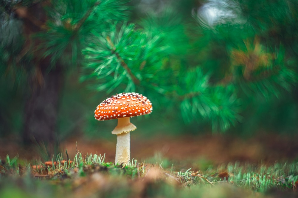 Фотографія Макро / Олександр Ярмошевич / photographers.ua