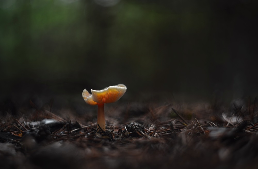 Фотографія Макро / Олександр Ярмошевич / photographers.ua