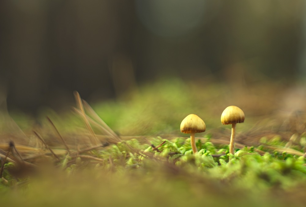 Фотографія Макро / Олександр Ярмошевич / photographers.ua