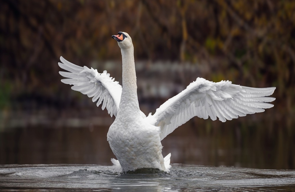 Фотографія Животные / Олександр Ярмошевич / photographers.ua