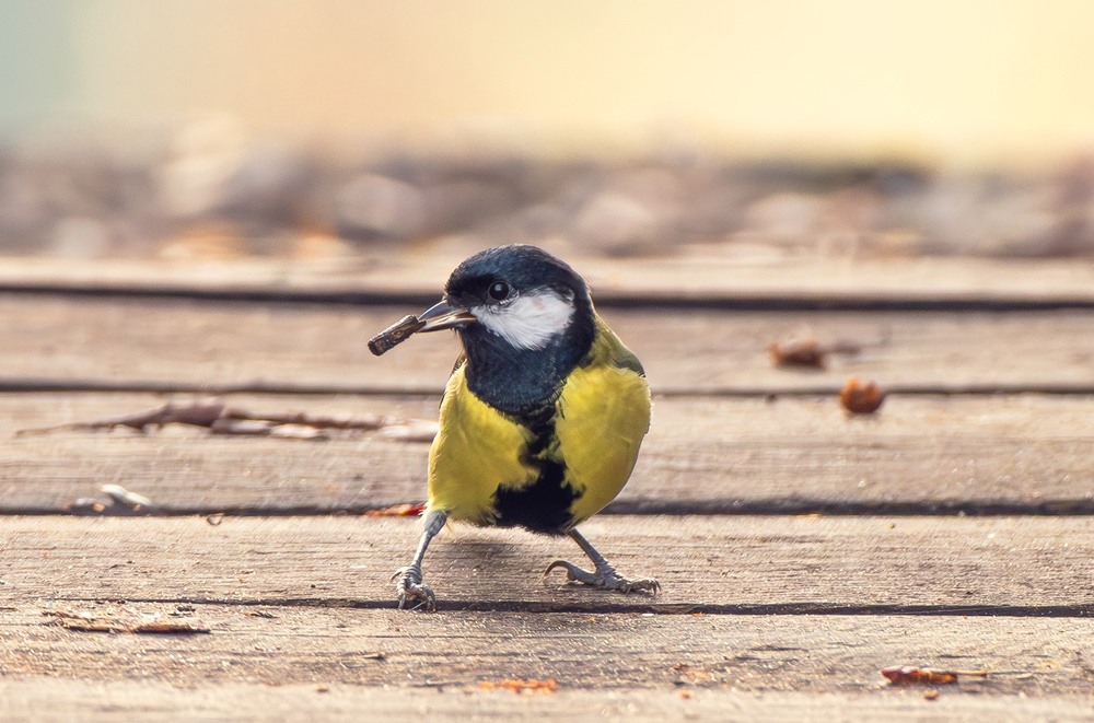 Фотографія Животные / Олександр Ярмошевич / photographers.ua