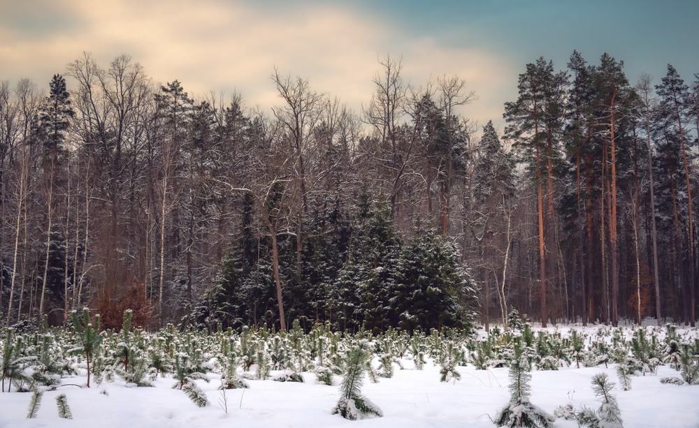 Фотографія Пейзаж / Олександр Ярмошевич / photographers.ua