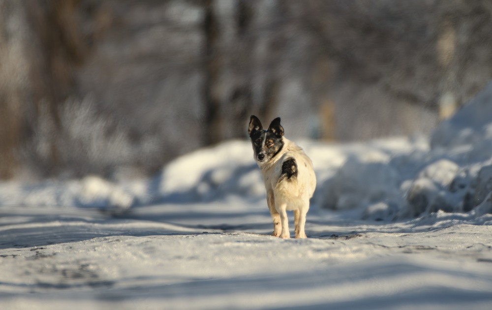 Фотографія Животные / Олександр Ярмошевич / photographers.ua