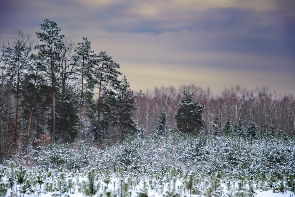 Фотографія Пейзаж / Олександр Ярмошевич / photographers.ua