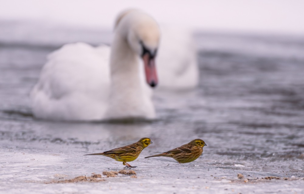 Фотографія Животные / Олександр Ярмошевич / photographers.ua