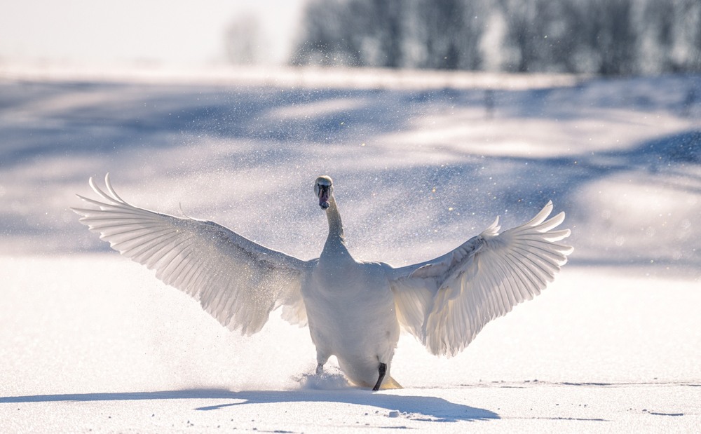 Фотографія Животные / Олександр Ярмошевич / photographers.ua