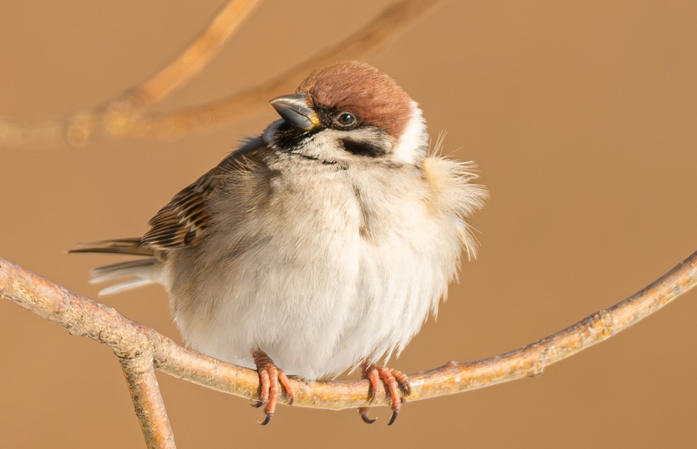 Фотографія Животные / Олександр Ярмошевич / photographers.ua