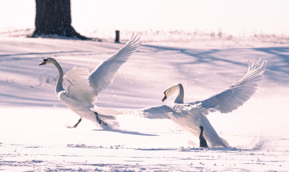 Фотографія Животные / Олександр Ярмошевич / photographers.ua