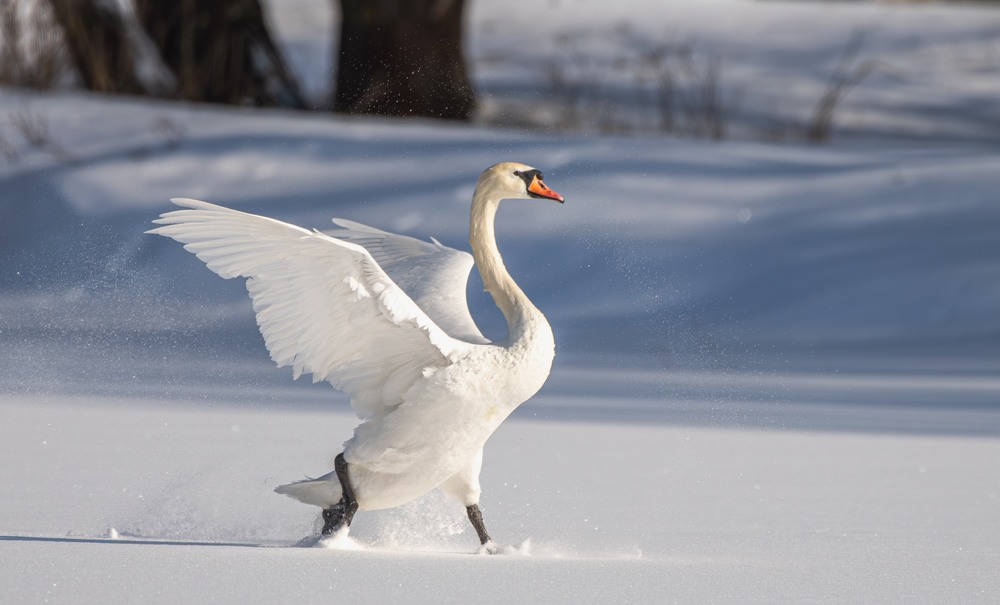 Фотографія Животные / Олександр Ярмошевич / photographers.ua