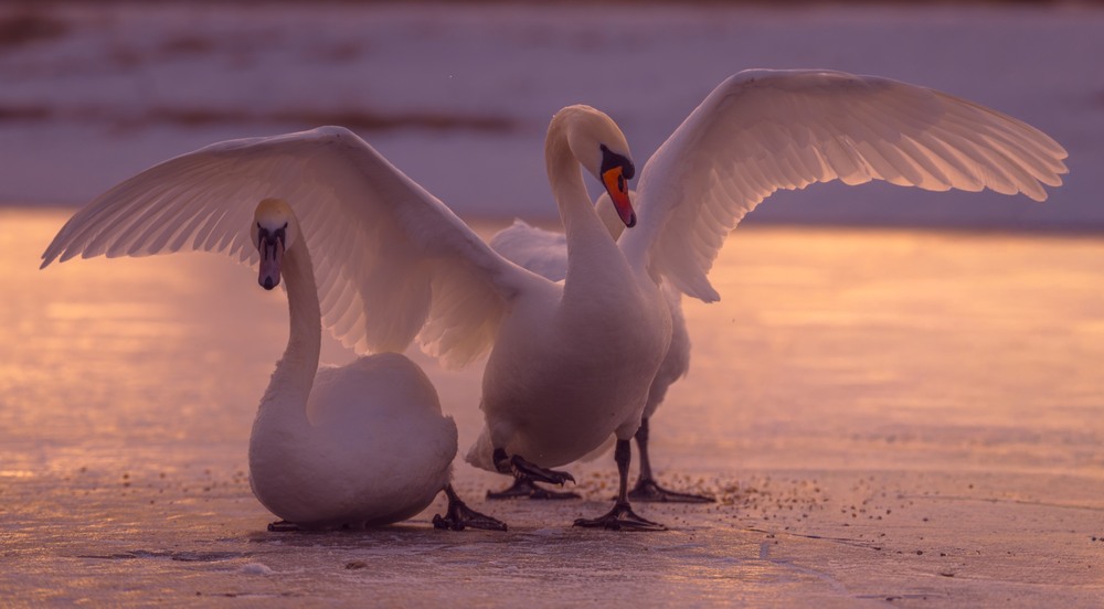 Фотографія Животные / Олександр Ярмошевич / photographers.ua