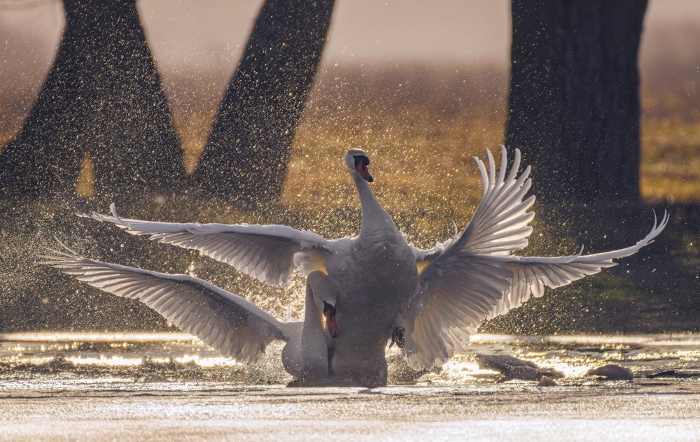 Фотографія Животные / Олександр Ярмошевич / photographers.ua