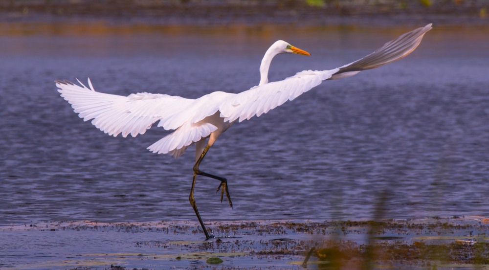Фотографія Животные / Олександр Ярмошевич / photographers.ua