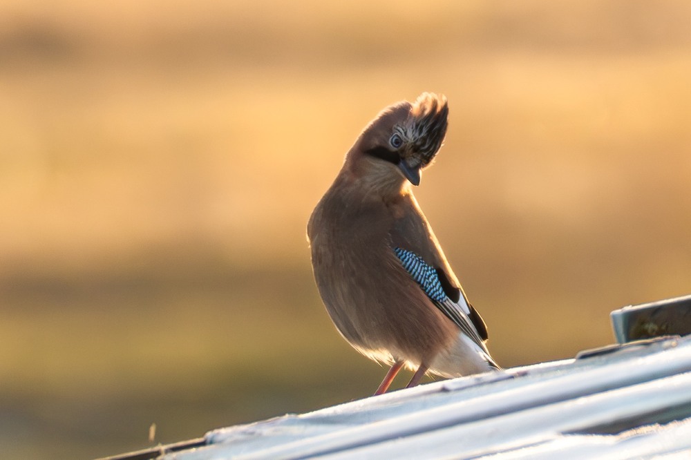 Фотографія Сойка модниця … / Олександр Ярмошевич / photographers.ua
