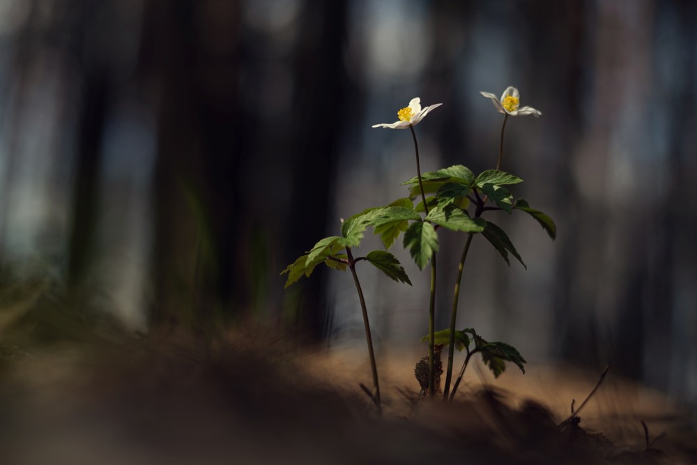 Фотографія Макро / Олександр Ярмошевич / photographers.ua