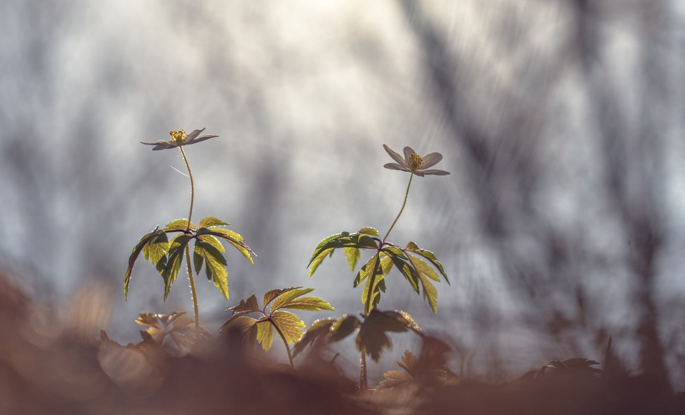 Фотографія Макро / Олександр Ярмошевич / photographers.ua