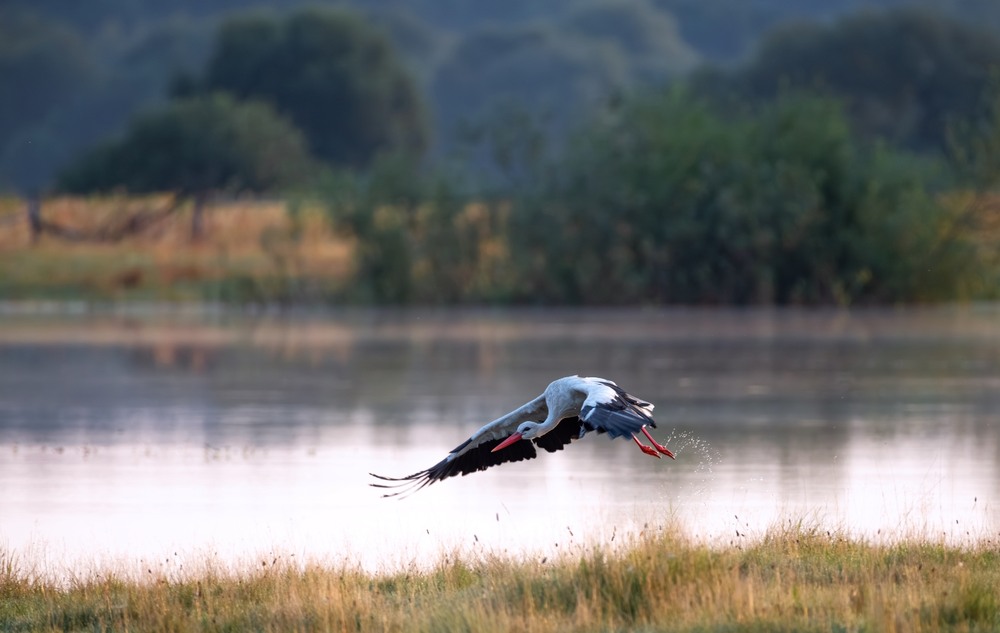 Фотографія Животные / Олександр Ярмошевич / photographers.ua