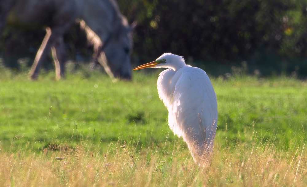 Фотографія Животные / Олександр Ярмошевич / photographers.ua