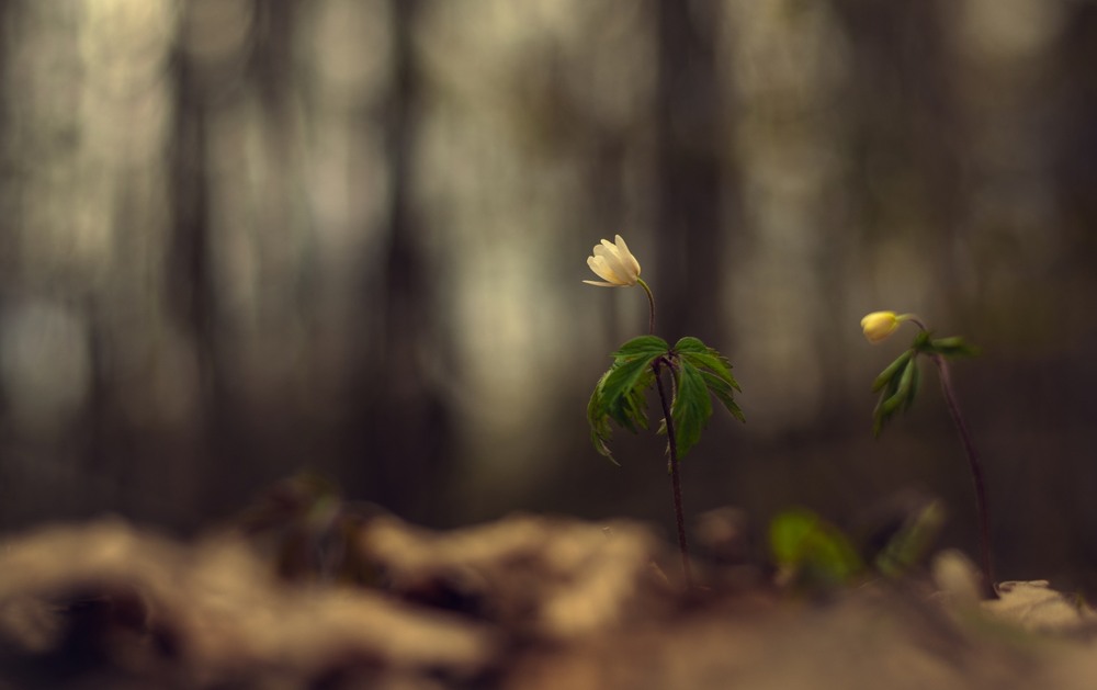 Фотографія Макро / Олександр Ярмошевич / photographers.ua