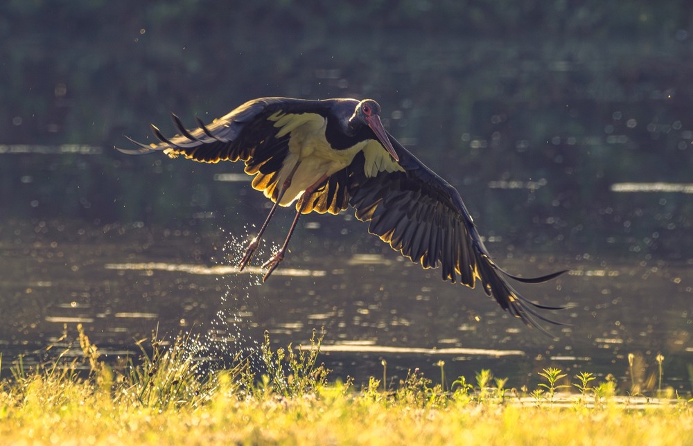 Фотографія Животные / Олександр Ярмошевич / photographers.ua
