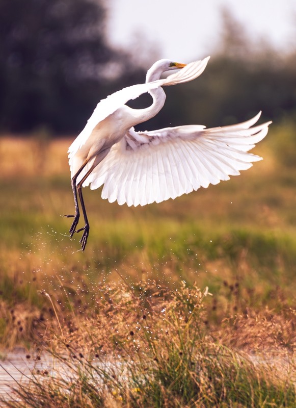 Фотографія Животные / Олександр Ярмошевич / photographers.ua