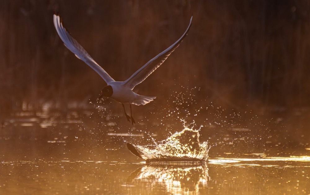 Фотографія Промах… / Олександр Ярмошевич / photographers.ua