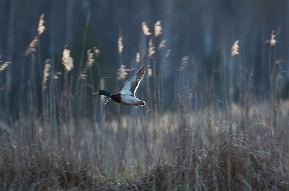 Фотографія Пейзаж / Олександр Ярмошевич / photographers.ua