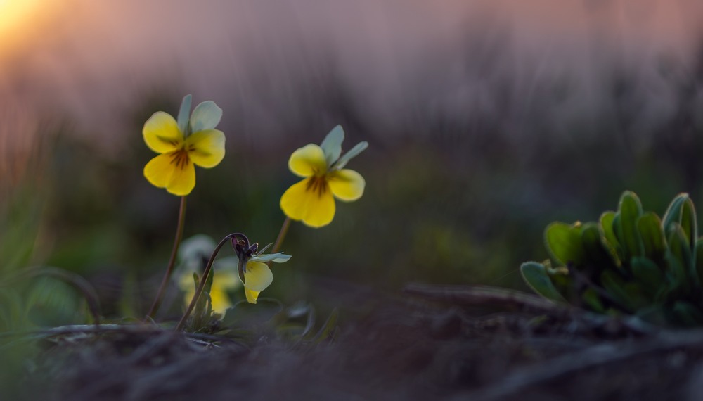 Фотографія Макро / Олександр Ярмошевич / photographers.ua