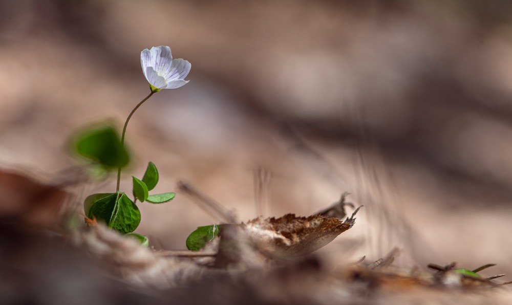 Фотографія Макро / Олександр Ярмошевич / photographers.ua