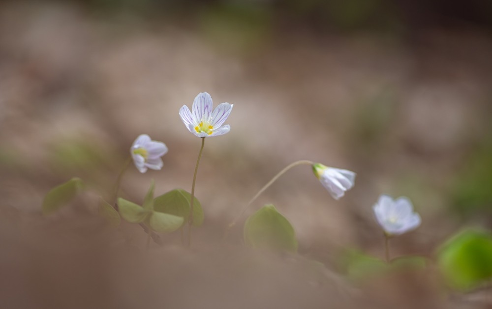 Фотографія Макро / Олександр Ярмошевич / photographers.ua