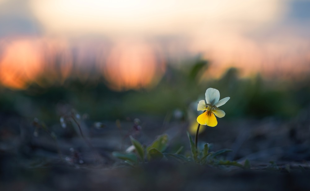 Фотографія Макро / Олександр Ярмошевич / photographers.ua