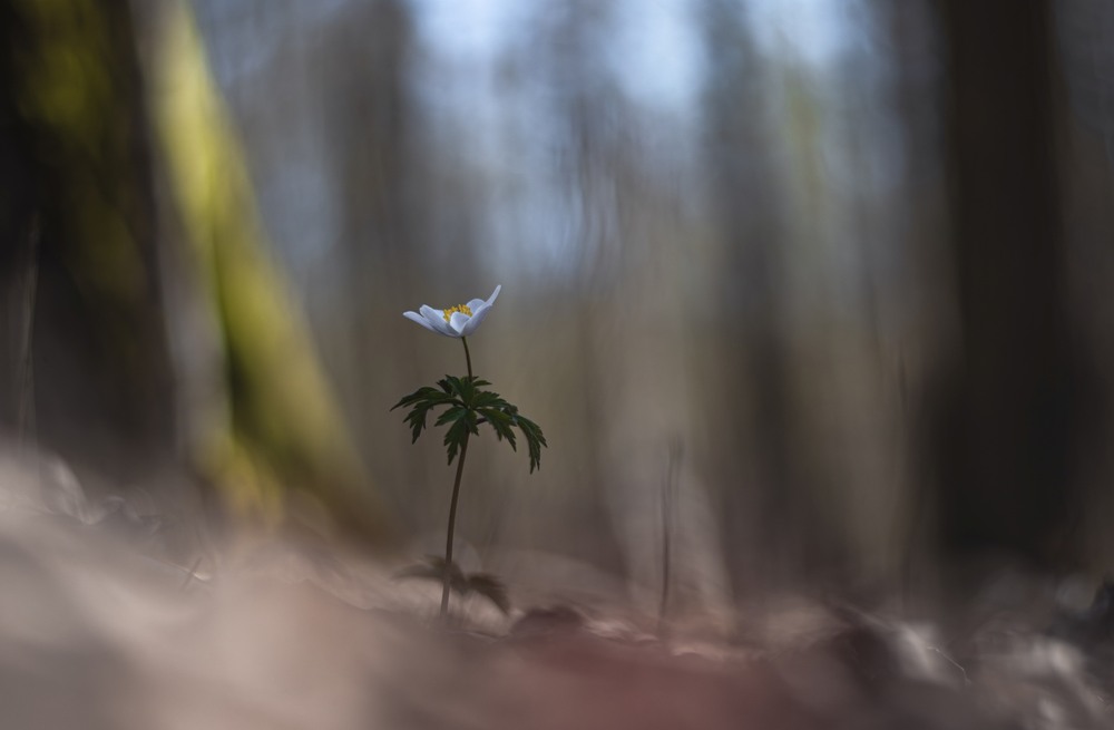 Фотографія Макро / Олександр Ярмошевич / photographers.ua