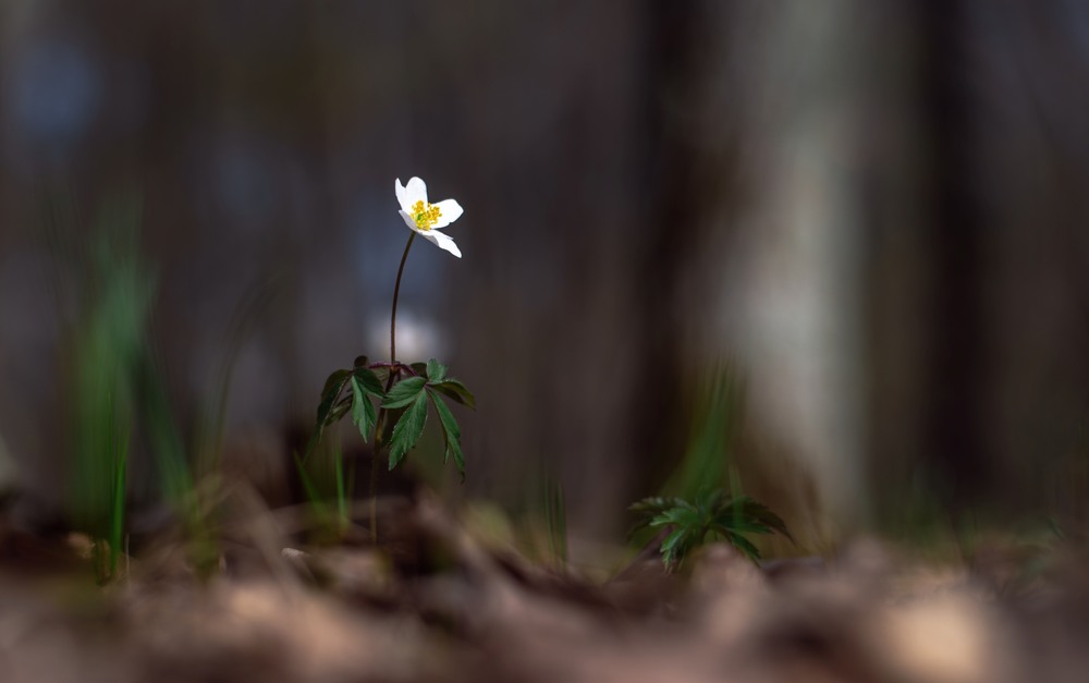 Фотографія Макро / Олександр Ярмошевич / photographers.ua
