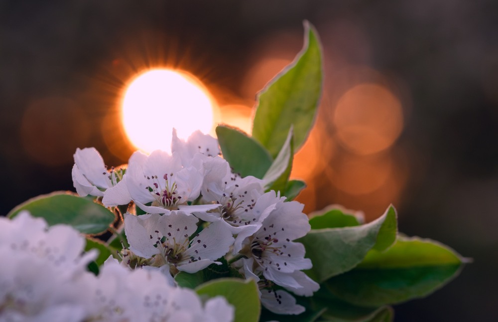 Фотографія Макро / Олександр Ярмошевич / photographers.ua