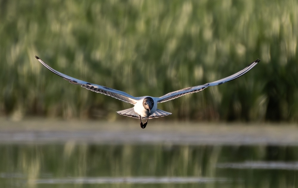 Фотографія Животные / Олександр Ярмошевич / photographers.ua