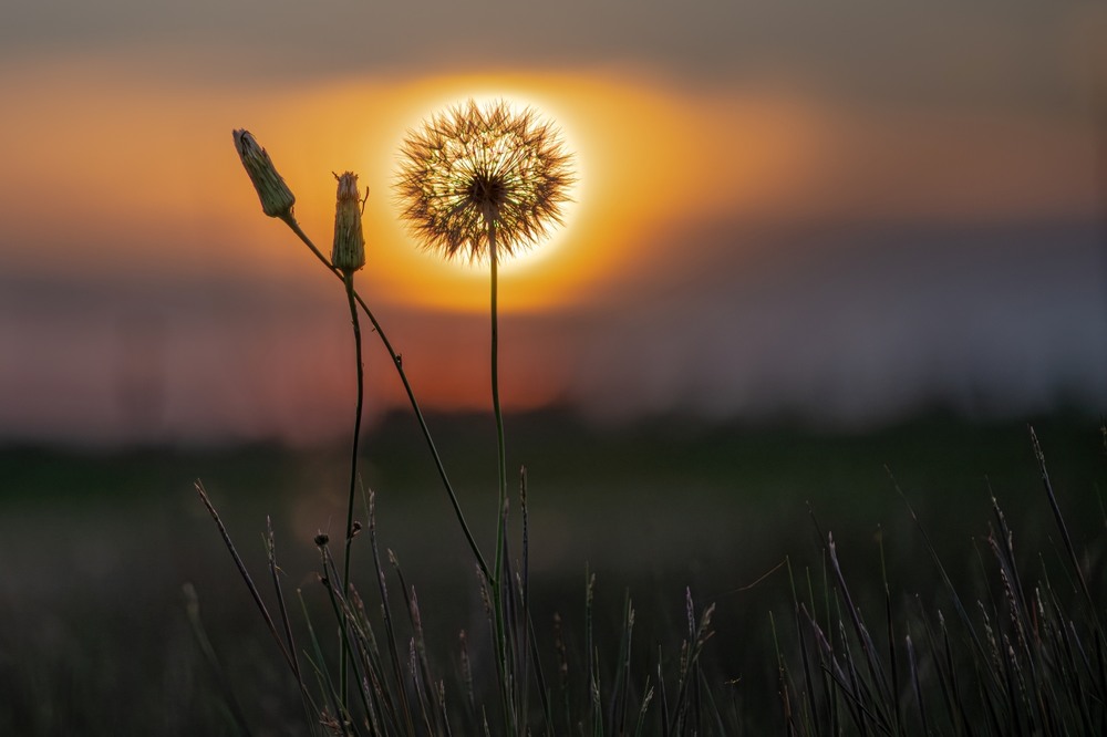 Фотографія Макро / Олександр Ярмошевич / photographers.ua