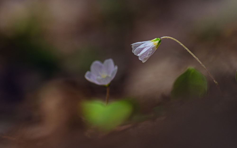 Фотографія Макро / Олександр Ярмошевич / photographers.ua