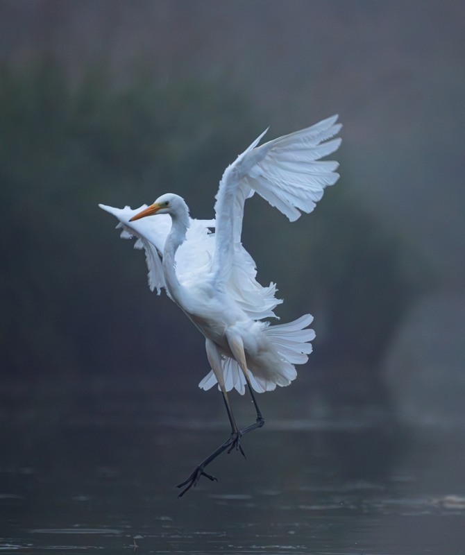 Фотографія Животные / Олександр Ярмошевич / photographers.ua