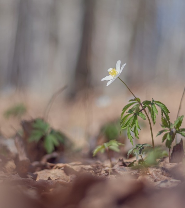 Фотографія Макро / Олександр Ярмошевич / photographers.ua