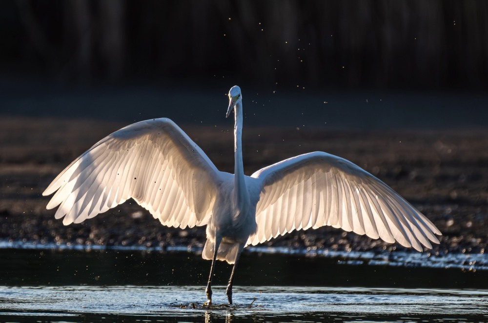 Фотографія Гламур / Олександр Ярмошевич / photographers.ua