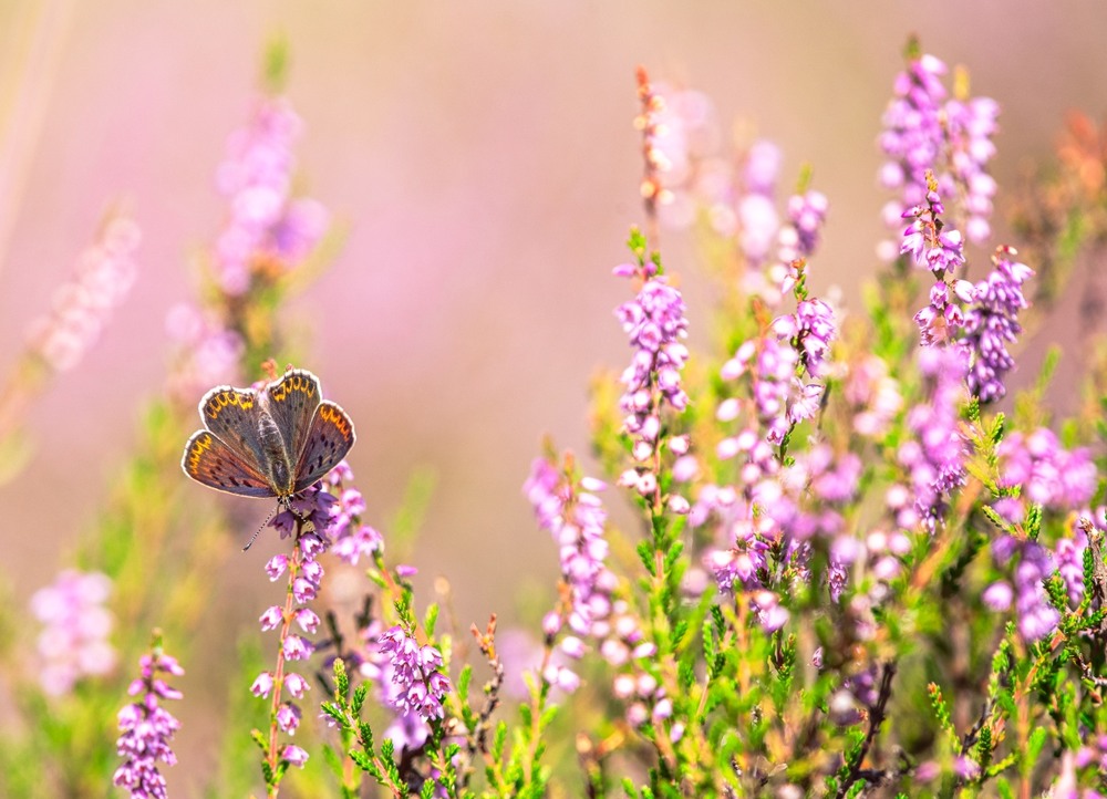 Фотографія Макро / Олександр Ярмошевич / photographers.ua