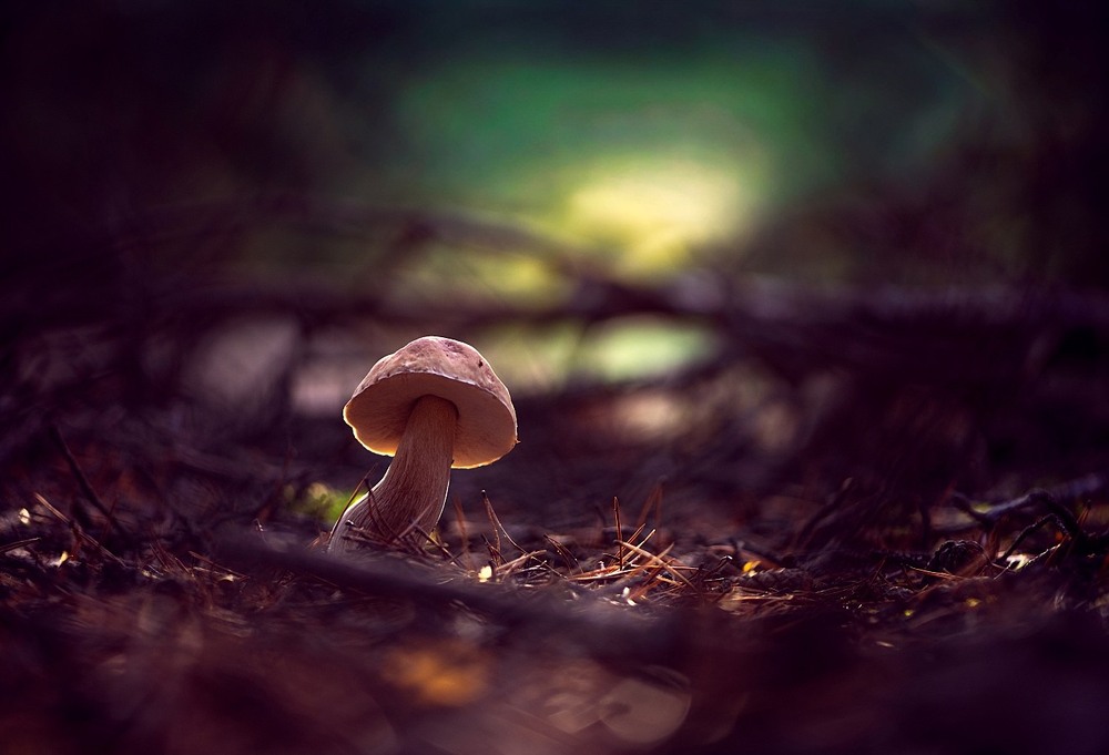 Фотографія Макро / Олександр Ярмошевич / photographers.ua